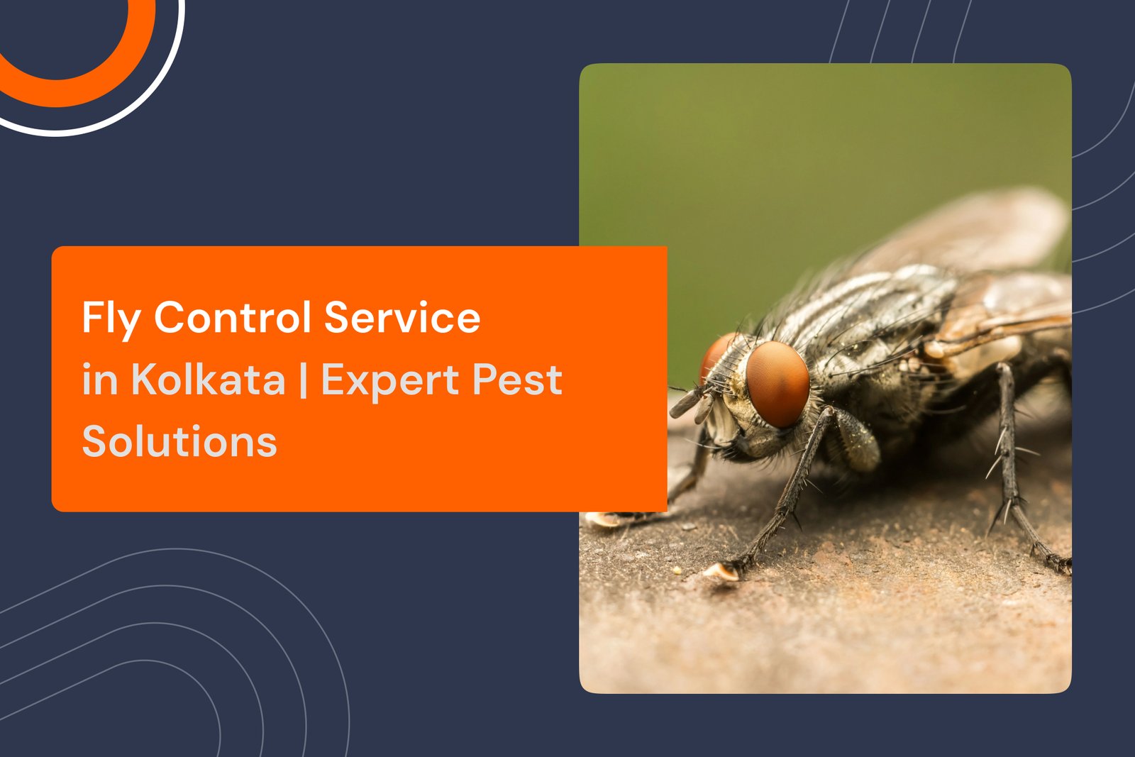 Fly Control Service in Kolkata | Expert Pest Solutions
